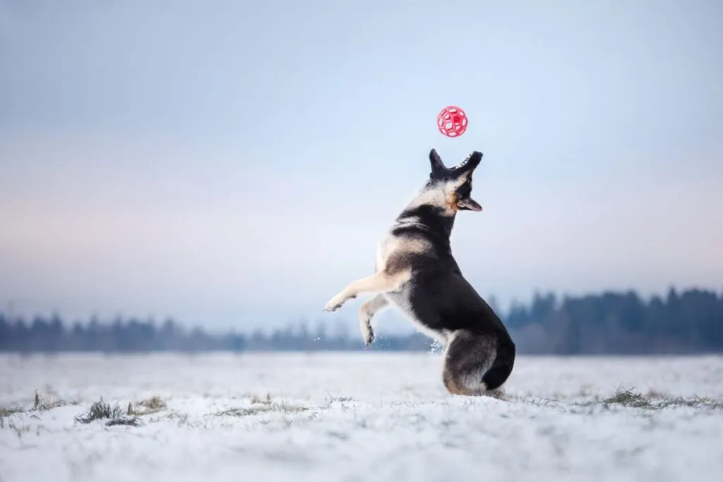 Osteurop&auml;ischer Sch&auml;ferhund spielt