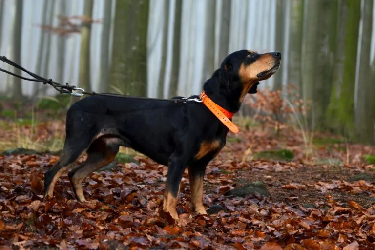 Slowakische Schwarzwildbracke