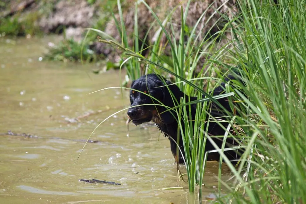 Slowakische Schwarzwildbracke am See