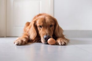Dürfen Hunde Eier essen?
