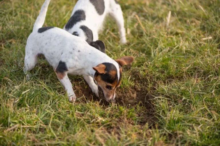 Hund frisst ERe