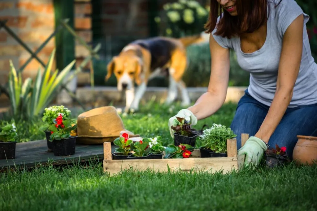 Hund und Gartenerde