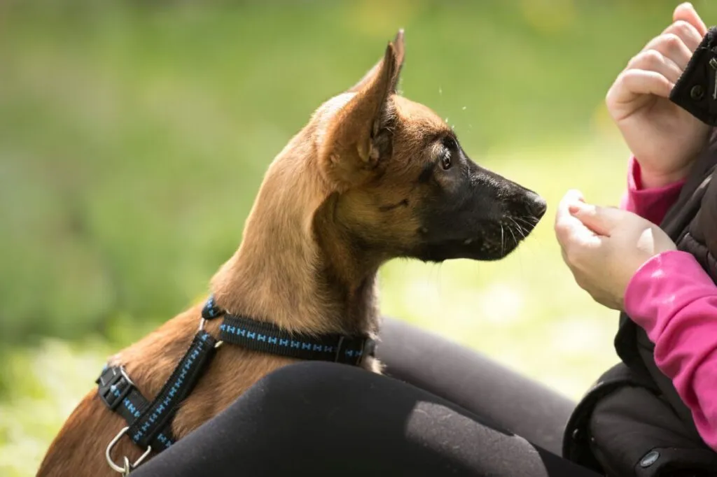 Hund trainiert Impulskontrolle