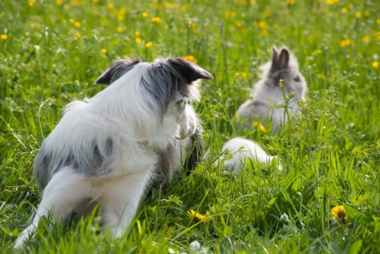 Impulskontrolle Hund