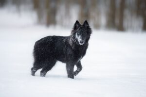 Blue Bay Schäferhund