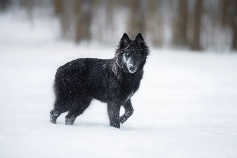 Blue Bay Schäferhund
