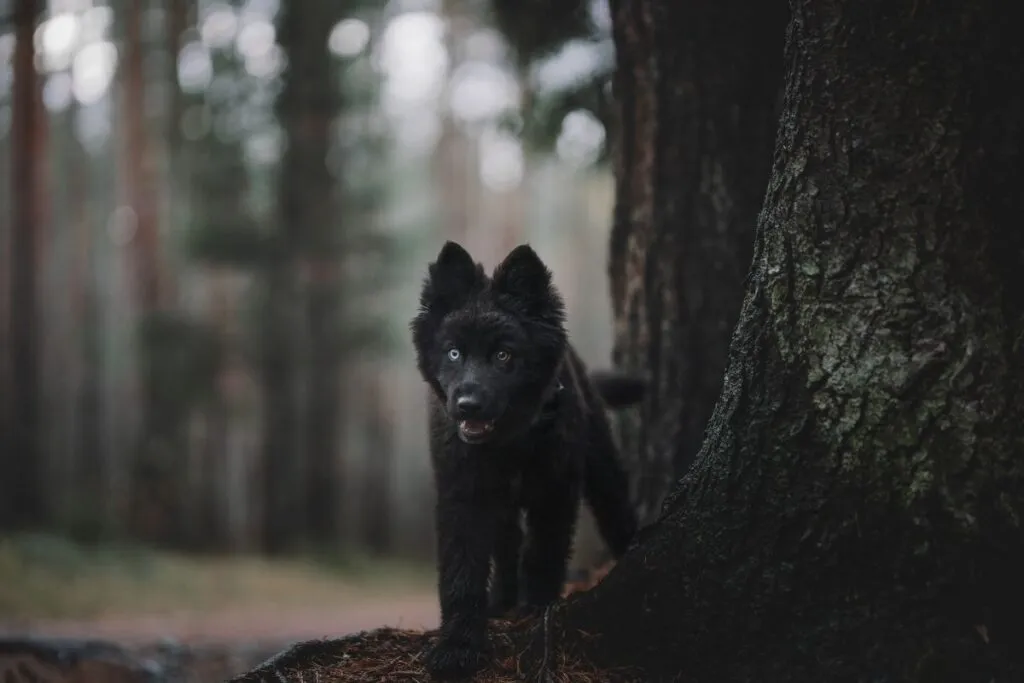 Blue Bay Sch&auml;ferhund Welpe