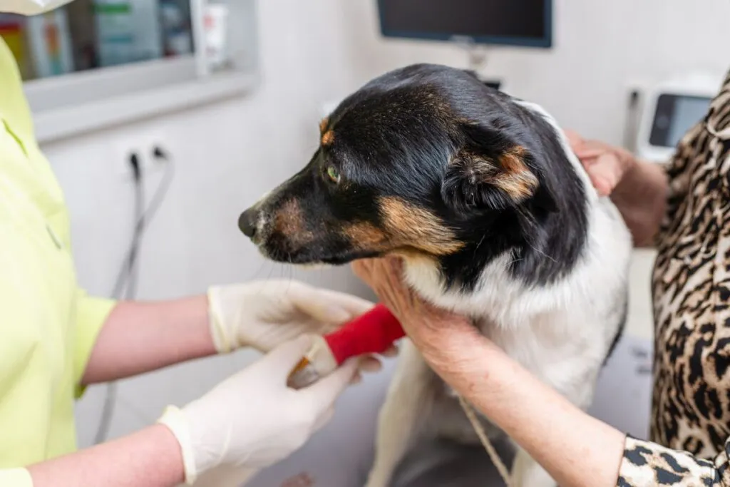 Chemotherapie bei Lymphdr&uuml;senkrebs Hund