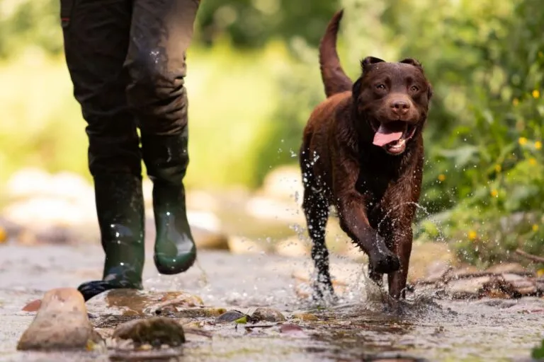 Hund beschäftigen im Freien