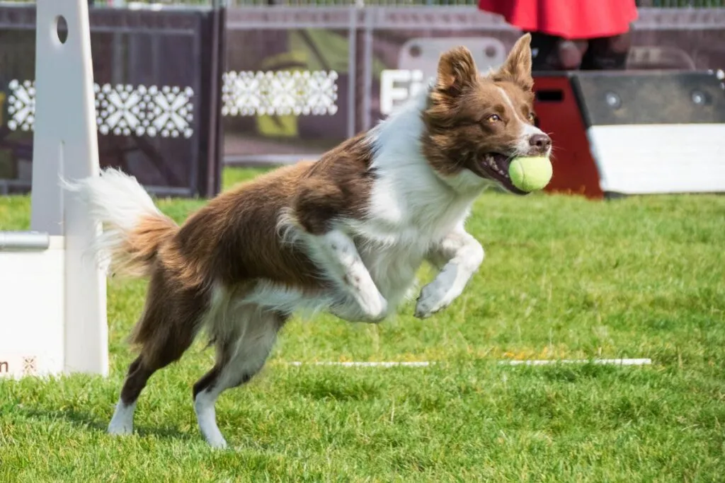Hund beim Flyball