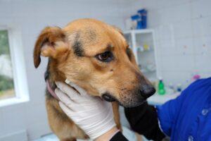 Lymphom beim Hund: Symptome und Behandlung