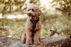 Tollerdoodle