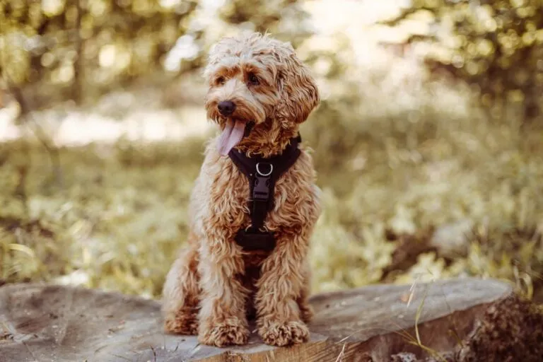 Tollerdoodle