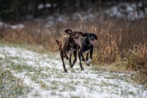 Europäischer Schlittenhund
