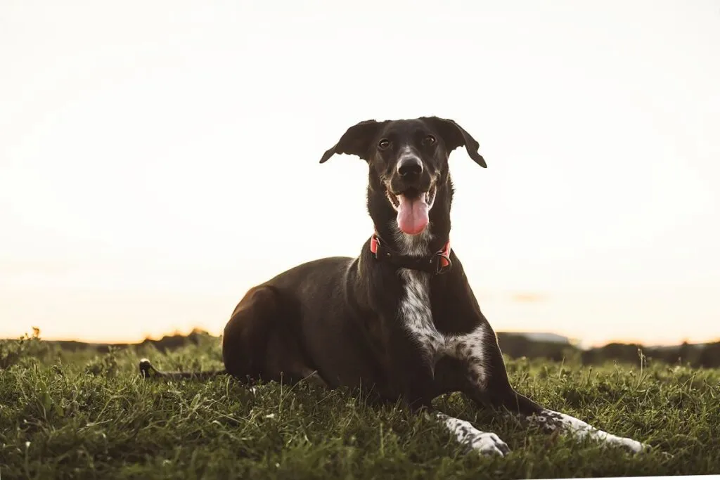 Europ&auml;ischer Schlittenhund Muster