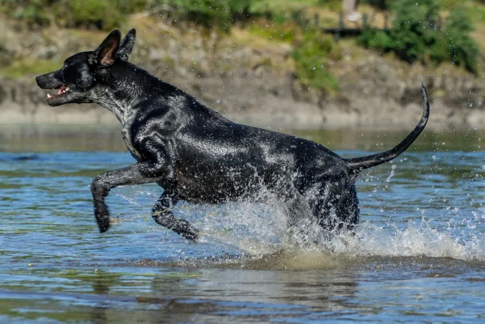 Europ&auml;ischer Schlittenhund