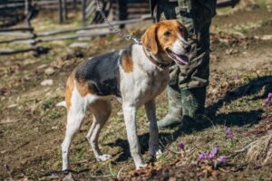 Harrier: Hund für die Hasenjagd