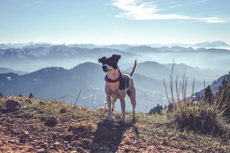 Ratonero Bodeguero Andaluz