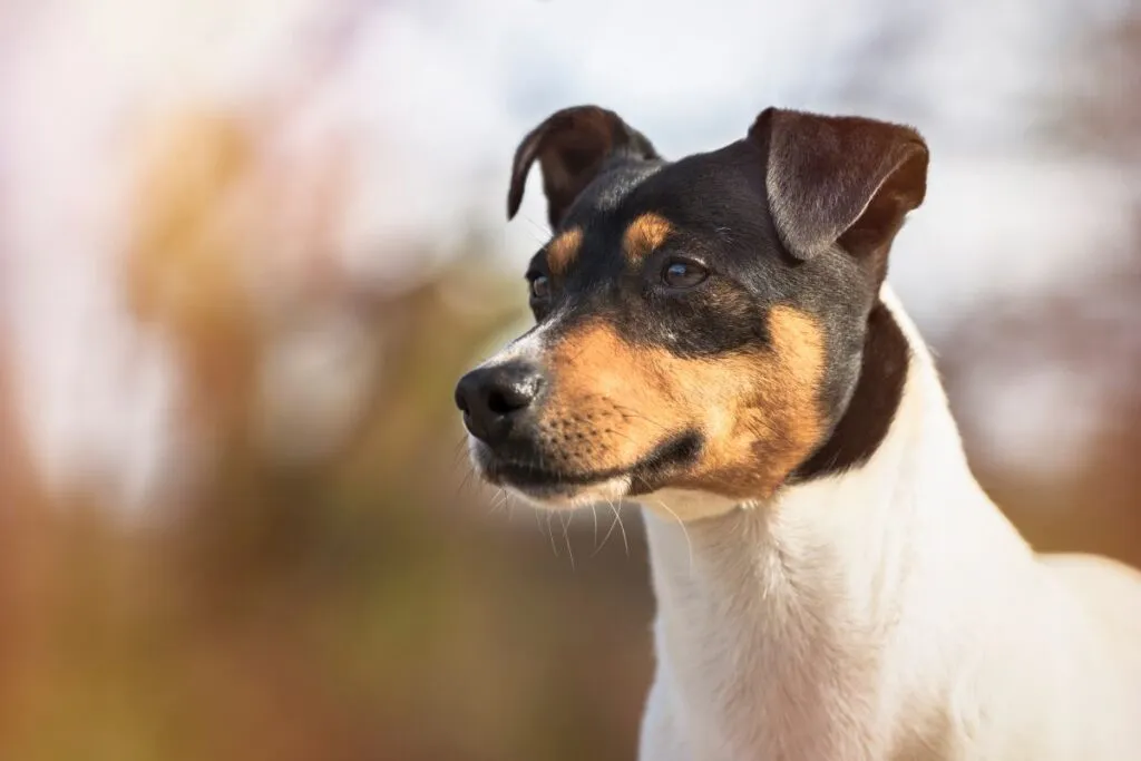 Ratonero Bodeguero Andaluz Flammenzeichnung