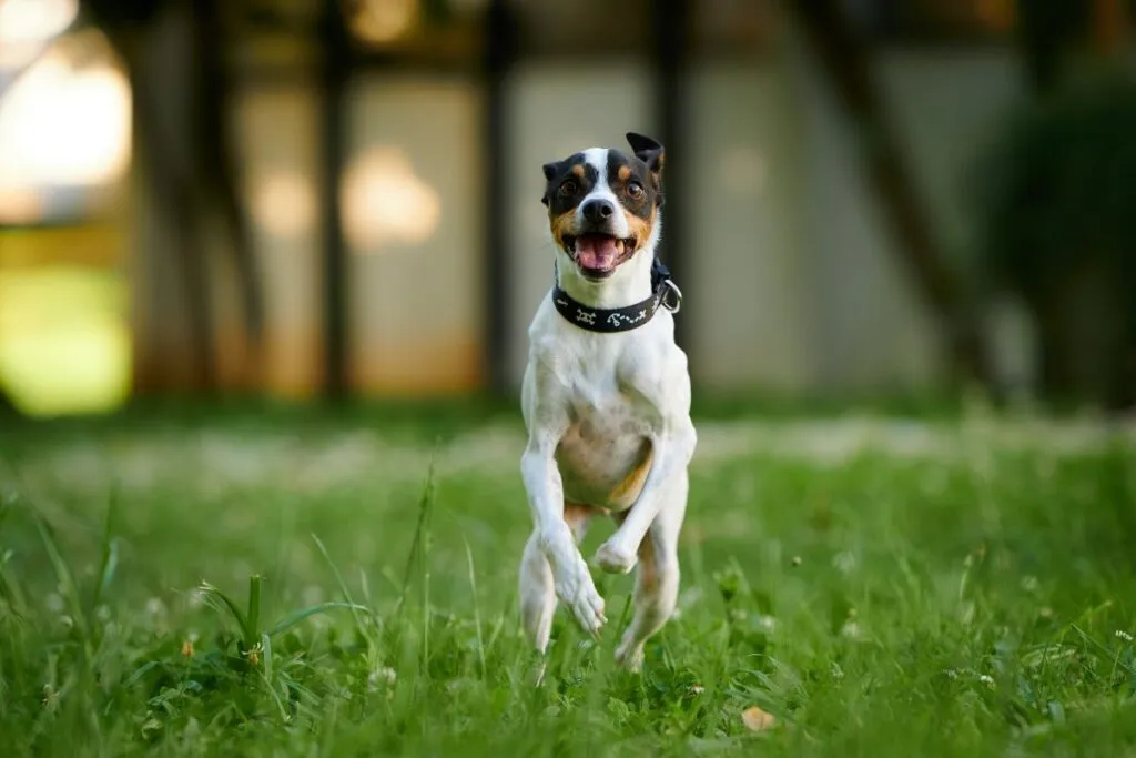 Ratonero Bodeguero Andaluz im Sprint