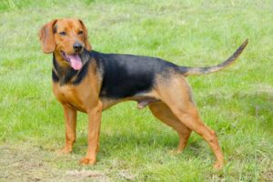 Serbischer Laufhund