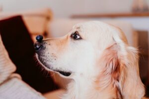 Dürfen Hunde Blaubeeren essen?