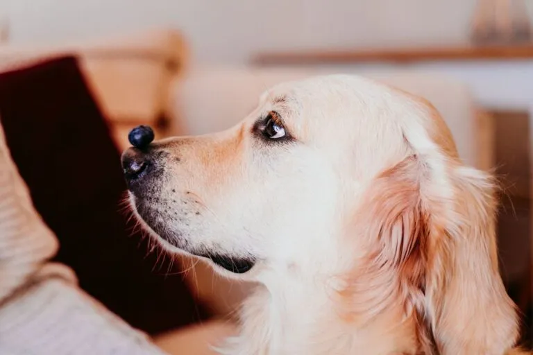 Dürfen Hunde Blaubeeren essen