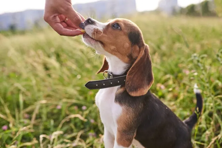 Dürfen Hunde Mango essen