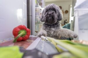 Dürfen Hunde Paprika essen? Darauf sollten Sie achten