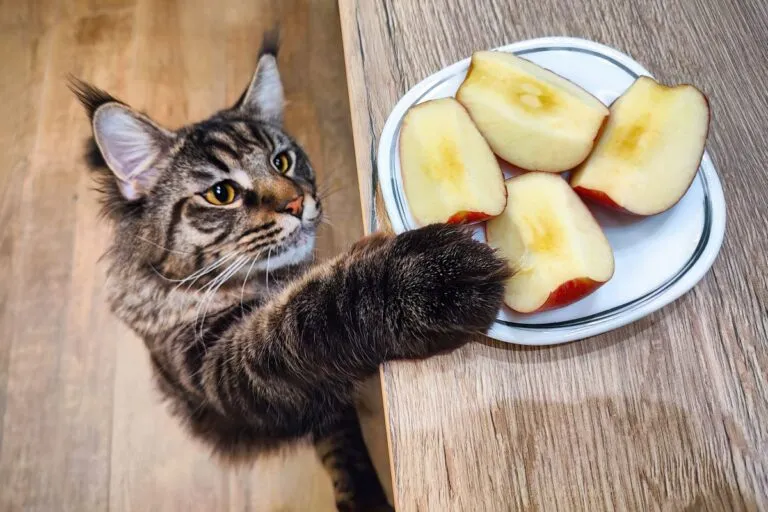 Dürfen Katzen Äpfel essen
