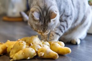 Dürfen Katzen Kartoffeln essen? Risiken & Tipps