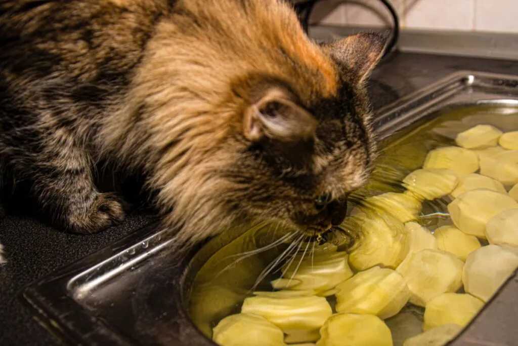 Katze trinkt Kartoffelwasser