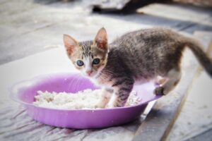 Dürfen Katzen Reis essen? Alles zu Verträglichkeit und Vorteilen