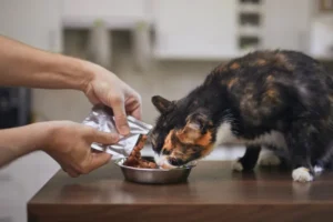 Futter für diabetische Katzen: Was ist die beste Wahl?