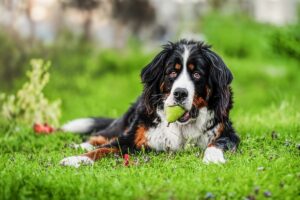 Dürfen Hunde Birnen essen? Das müssen Hundehalter wissen