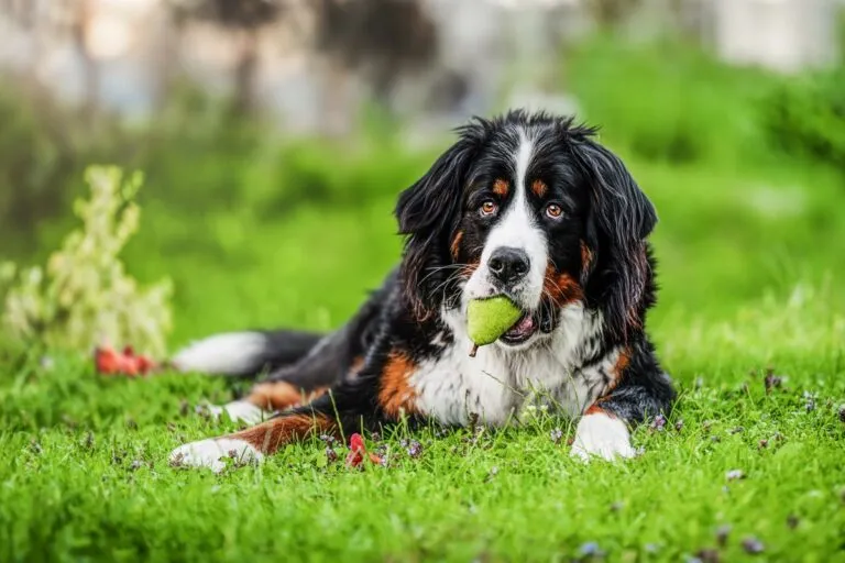 Dürfen Hunde Birnen essen