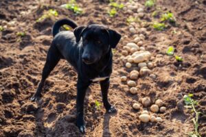 Dürfen Hunde Kartoffeln essen?
