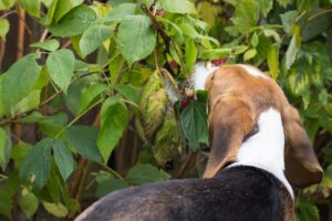 Dürfen Hunde Himbeeren essen und wie viel?