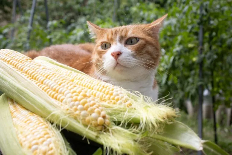 Katze mit Maiskolben Weiß-rote Katze sitzt neben einem Maiskolben